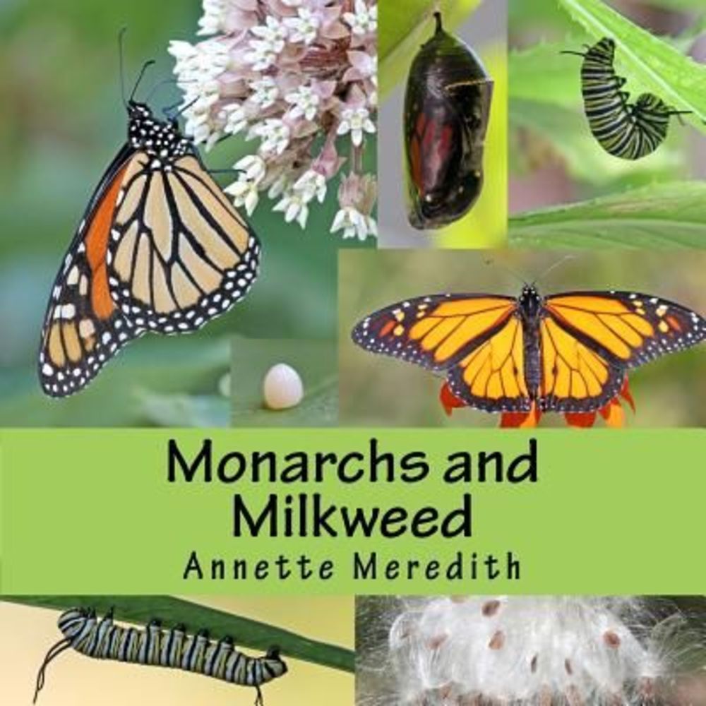 Monarchs and Milkweed -- Annette Meredith